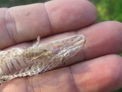 Coluber constrictor foxii