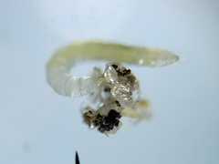 Ommatius floridensis