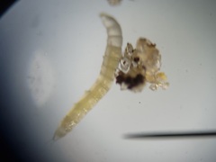 Ommatius floridensis