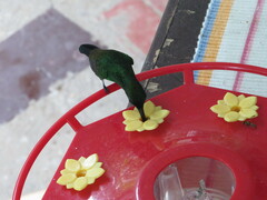 Anthracothorax nigricollis