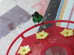 Anthracothorax nigricollis