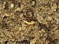 Ommatius floridensis