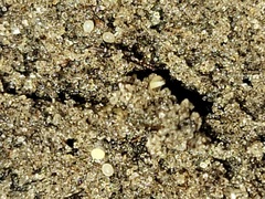 Ommatius floridensis