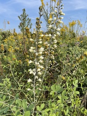 Baptisia alba