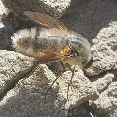 Bombyliinae