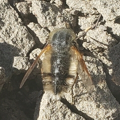 Bombyliinae