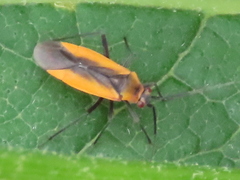 Lopidea instabilis