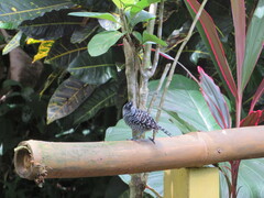 Thamnophilus doliatus