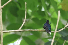 Campylopterus hemileucurus