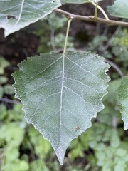 Populus × canescens