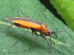 Lopidea instabilis