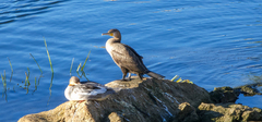 Mergus merganser