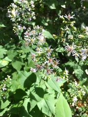 Symphyotrichum cordifolium