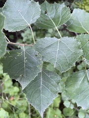 Populus × canescens