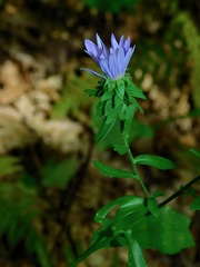 Symphyotrichum retroflexum