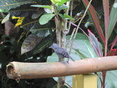 Thamnophilus doliatus