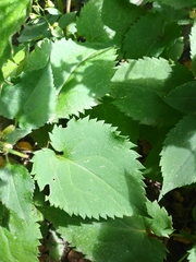 Symphyotrichum cordifolium