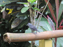 Thamnophilus doliatus