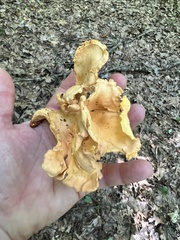 Cantharellus lateritius