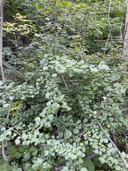 Populus × canescens