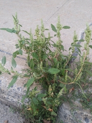 Amaranthus hybridus