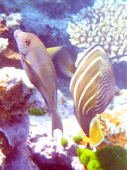 Acanthurus nigrofuscus