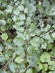 Populus × canescens