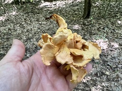 Cantharellus lateritius