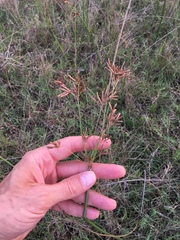 Cyperus articulatus