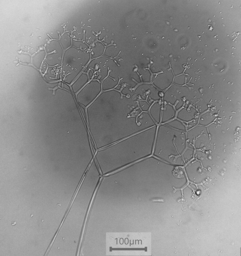 Piptocephalis