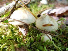 Suillus placidus