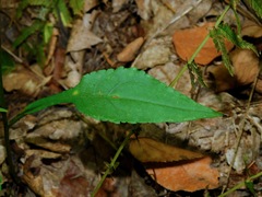 Symphyotrichum retroflexum