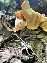 Cantharellus lateritius