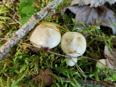 Suillus placidus