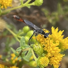 Ammophila