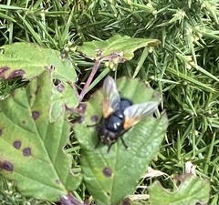 Mesembrina meridiana