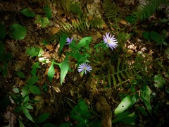 Symphyotrichum retroflexum