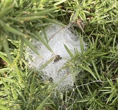 Agelena labyrinthica