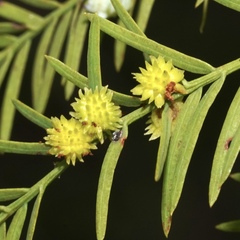 Taxodiomyia