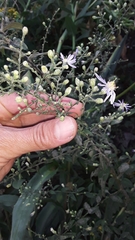 Symphyotrichum shortii