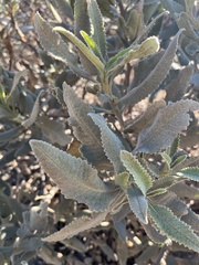 Eriodictyon crassifolium