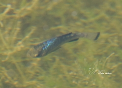 Cyprinodon bobmilleri