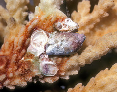 Galeropsis monodontus