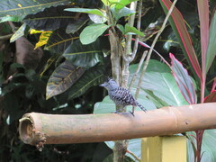 Thamnophilus doliatus