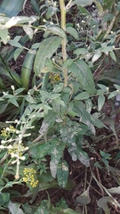 Symphyotrichum shortii