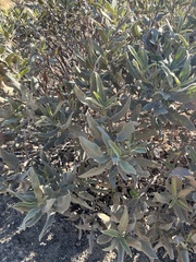 Eriodictyon crassifolium