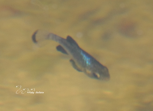 San Ignacio Pupfish