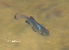 Cyprinodon bobmilleri