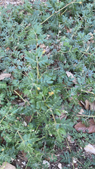 Kallstroemia parviflora