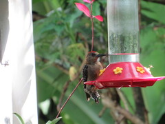 Melanerpes rubricapillus